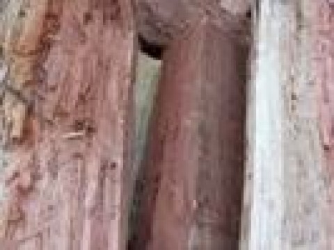 Eucalyptus Species